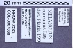 Etikette zu Melanotus coreanus (Lee, 1999) (NHMW-ZOO-COL-0007668)